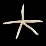 White Linkia Star