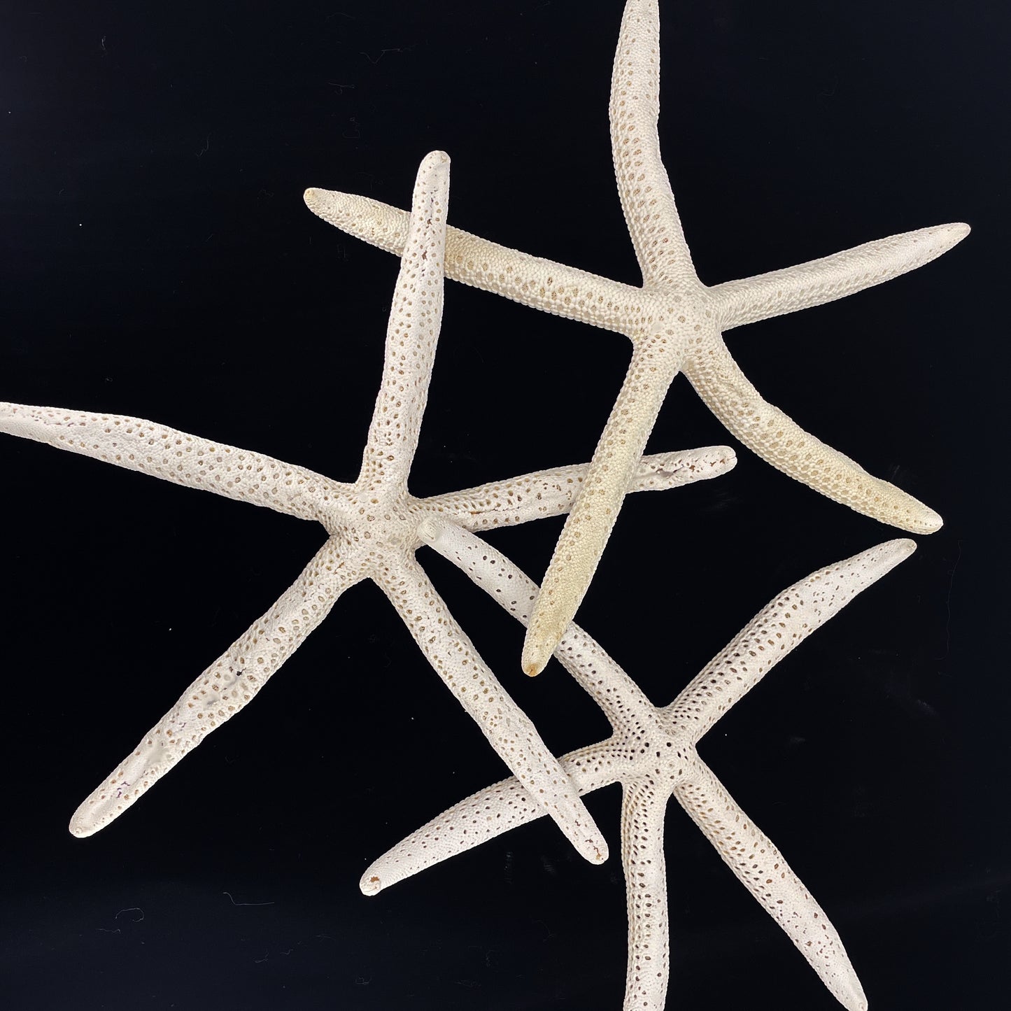 White Linkia Star