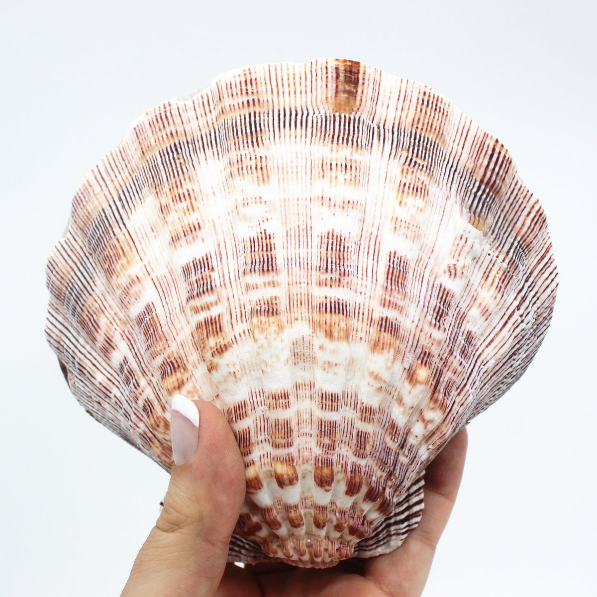Lion's Paw | Natural 5-6"