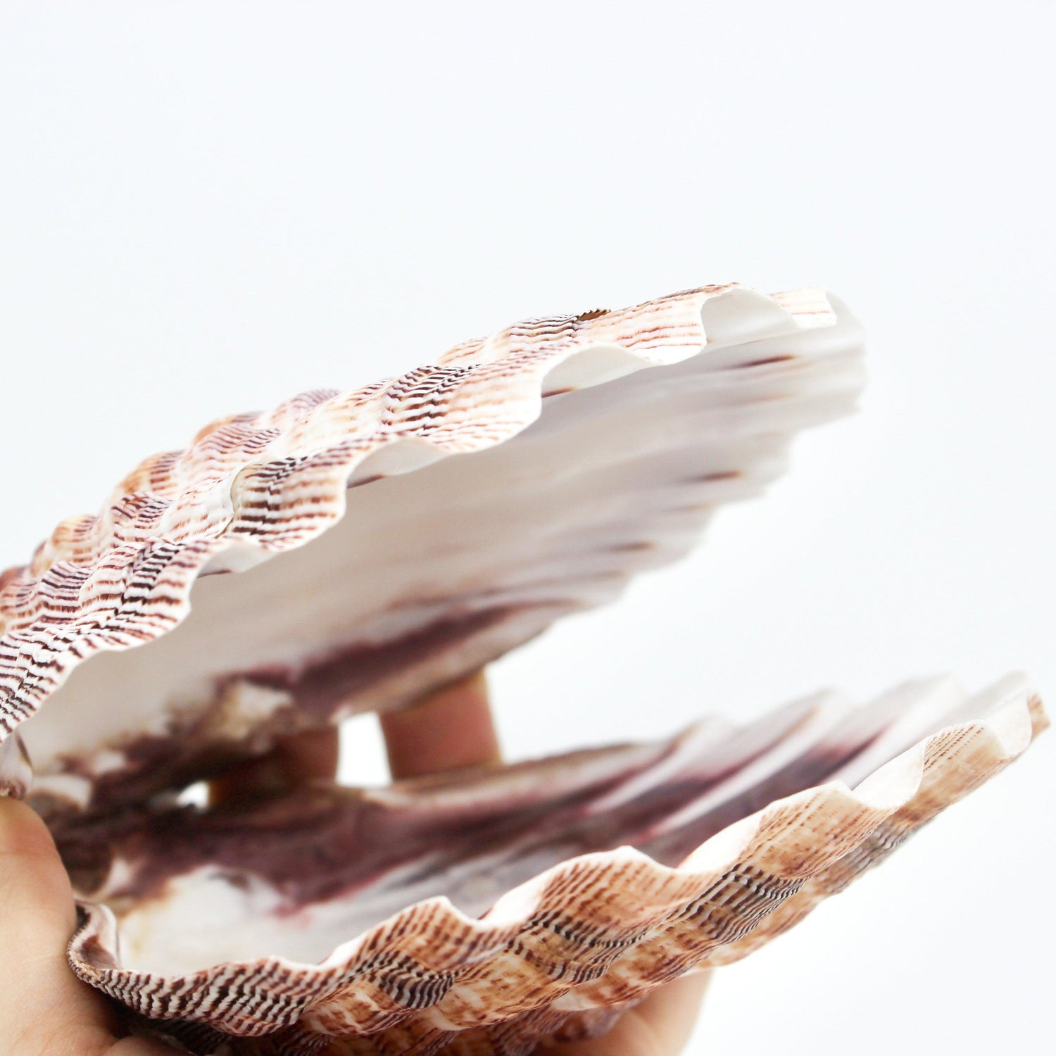Lion's Paw | Natural 5-6"