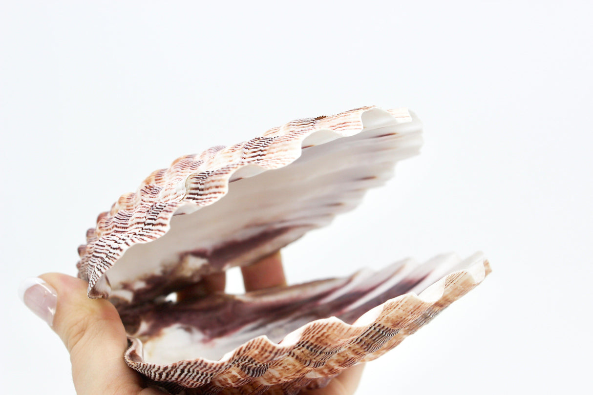 Lion's Paw | Natural 5-6"
