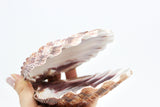 Lion's Paw | Natural 5-6"