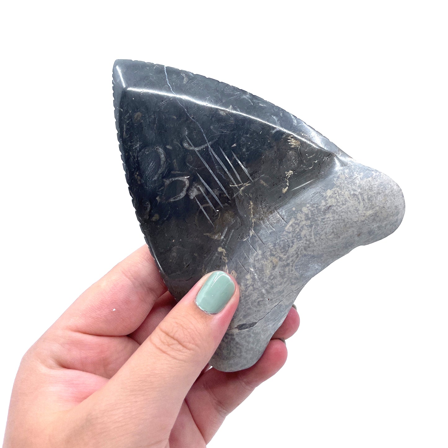 4'' Marble Megalodon Tooth