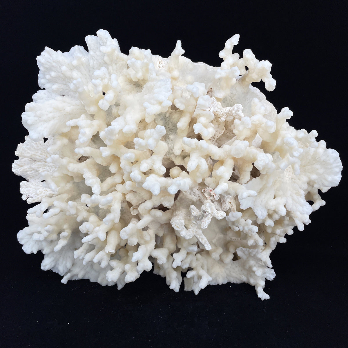 Merulina Coral 14-16"