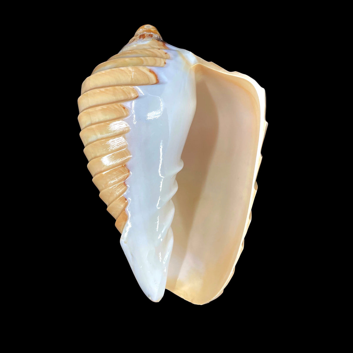 Noble Volute- Banded