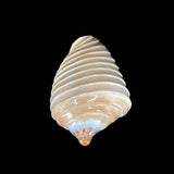 Noble Volute- Banded