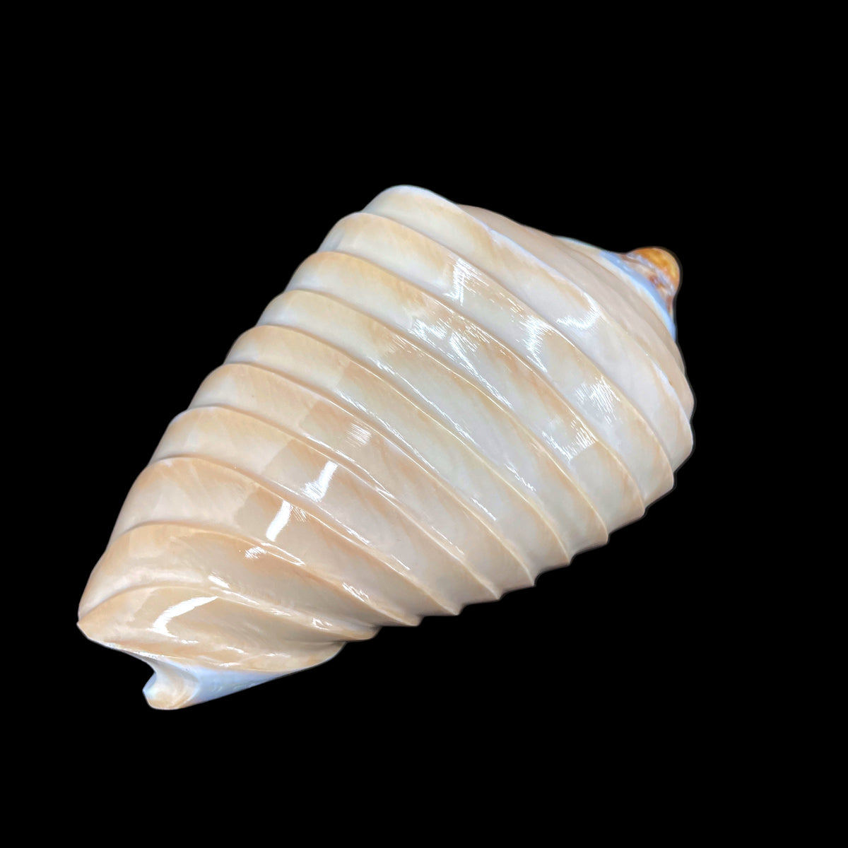 Noble Volute- Banded