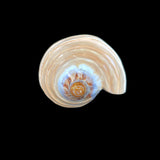 Noble Volute- Banded