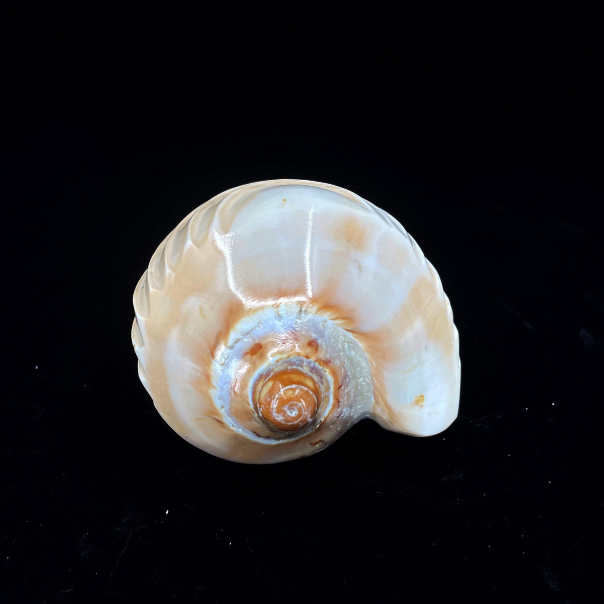 Noble Volute- Crescent