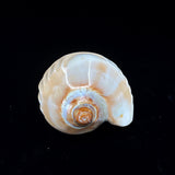 Noble Volute- Crescent