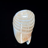 Noble Volute- Crescent