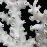 Octopus Coral 12-14"