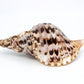 Pacific Tritons