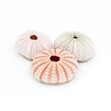Pink Urchin