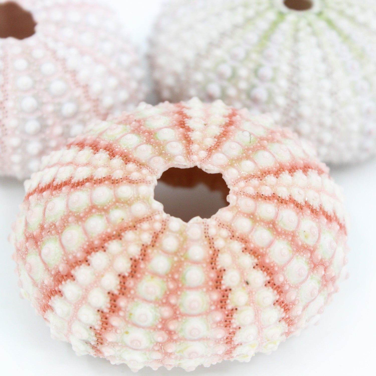 Pink Urchin