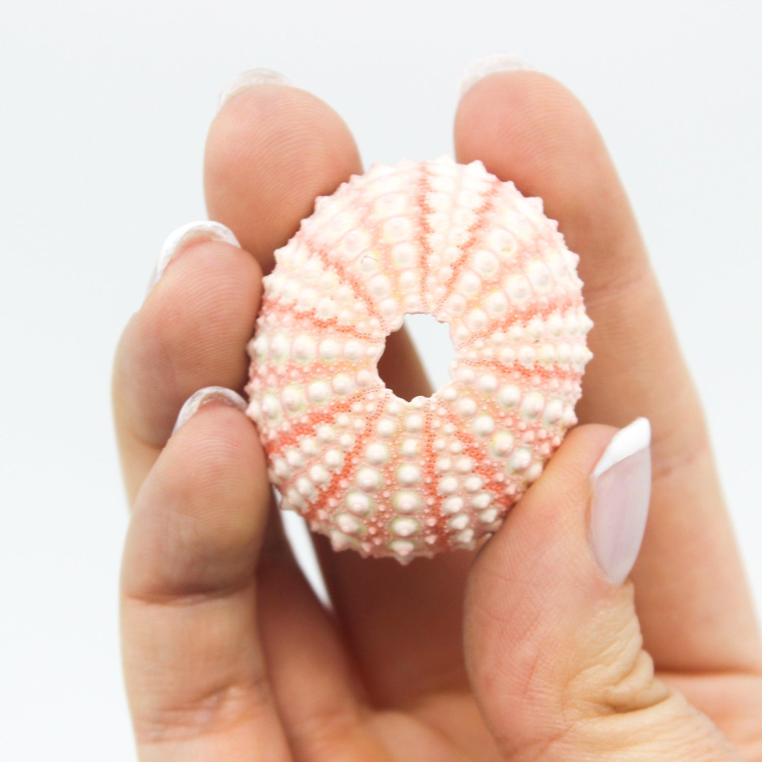 Pink Urchin