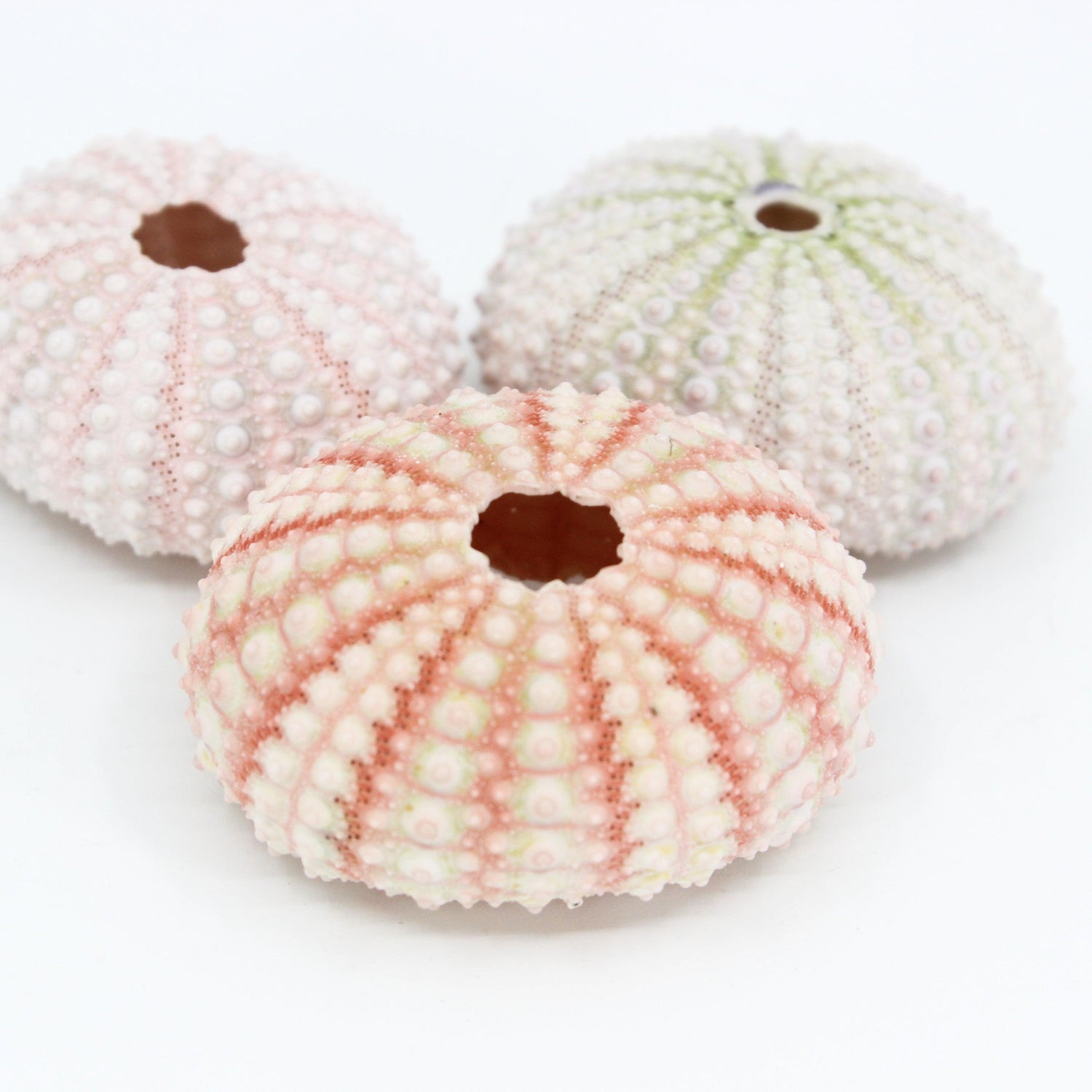 Pink Urchin