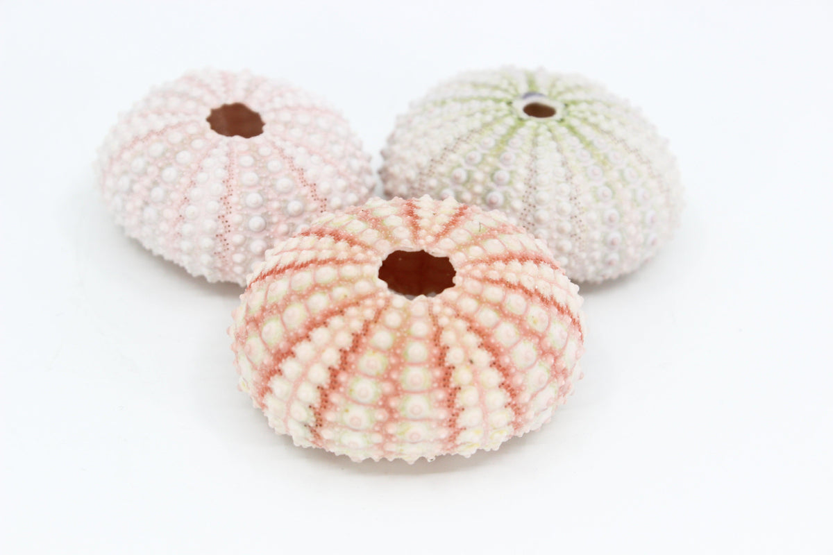 Pink Urchin