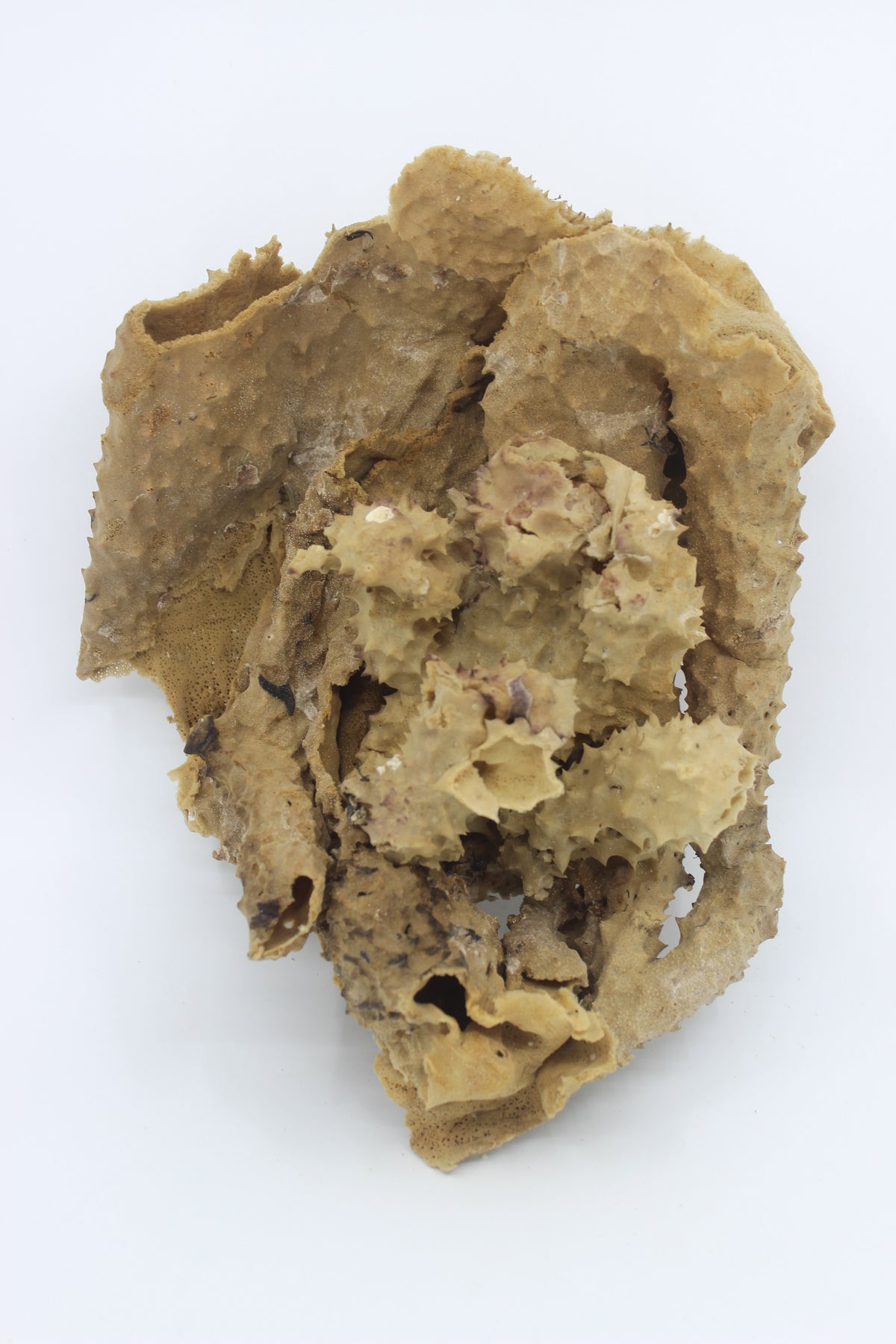 Pipe Sponge