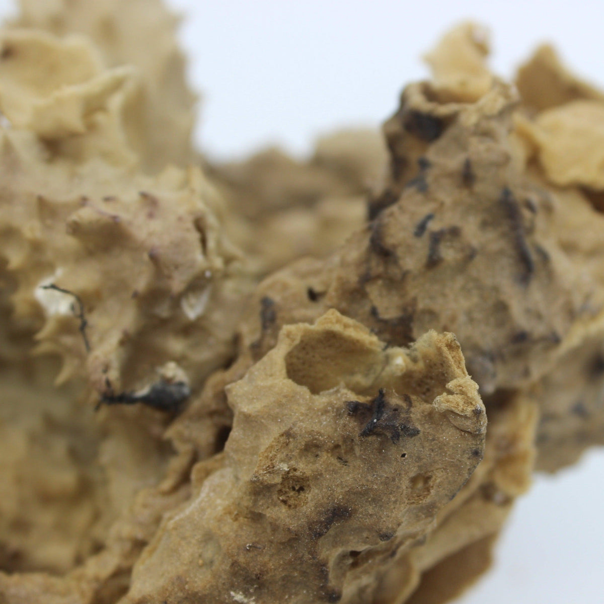 Pipe Sponge