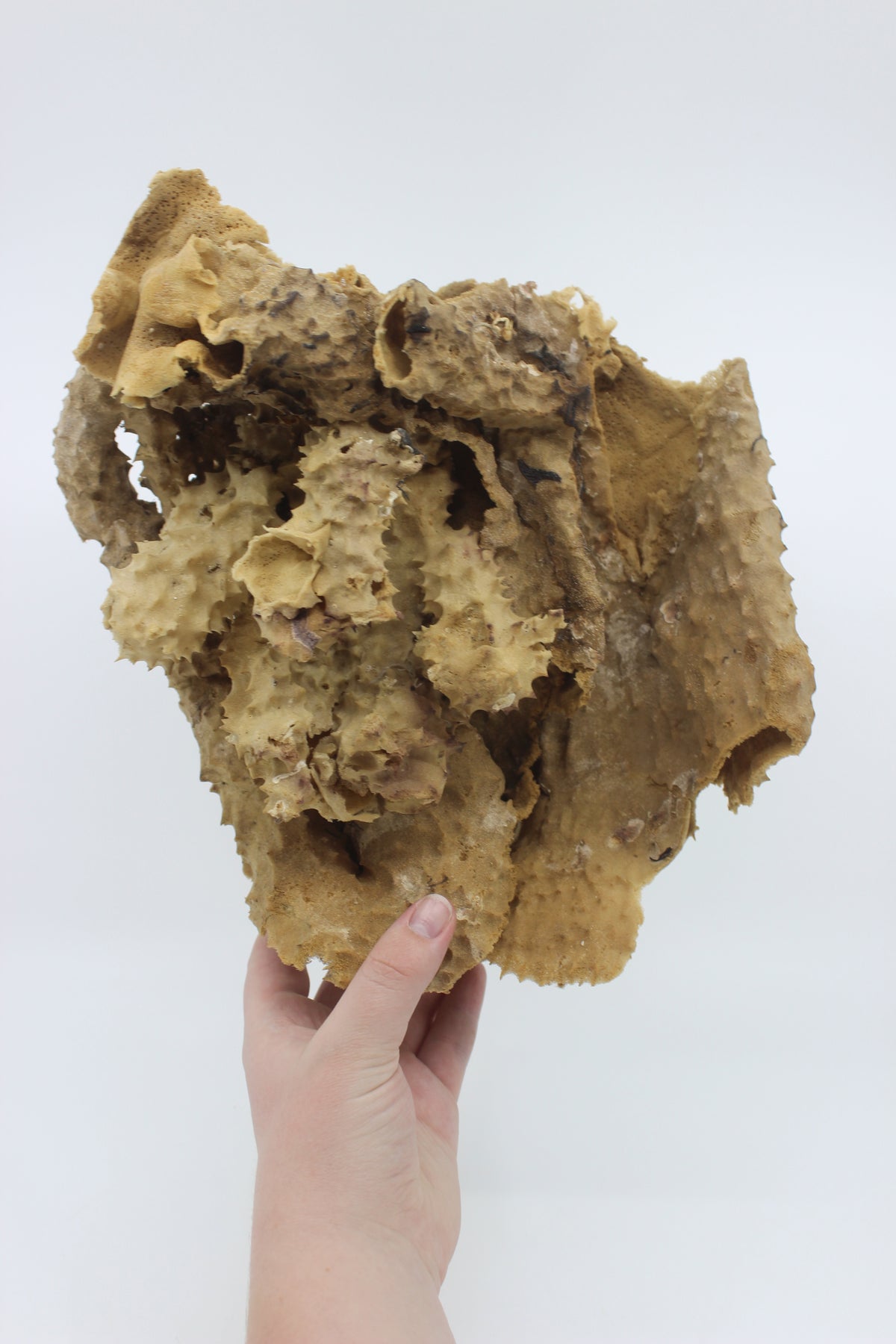 Pipe Sponge