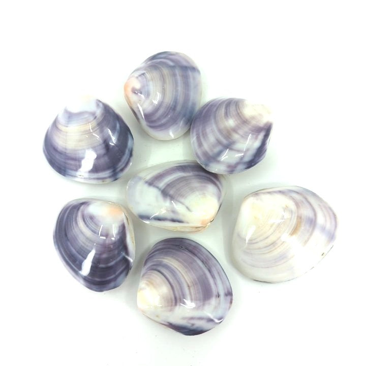 Polished Purple Clam Shell