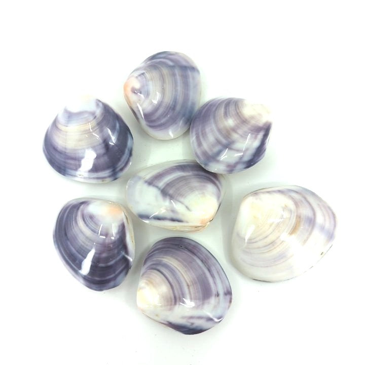 Purple Clam Shells