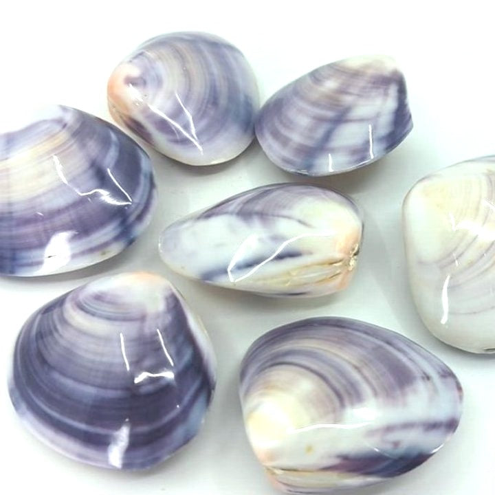 Purple Clam Shells