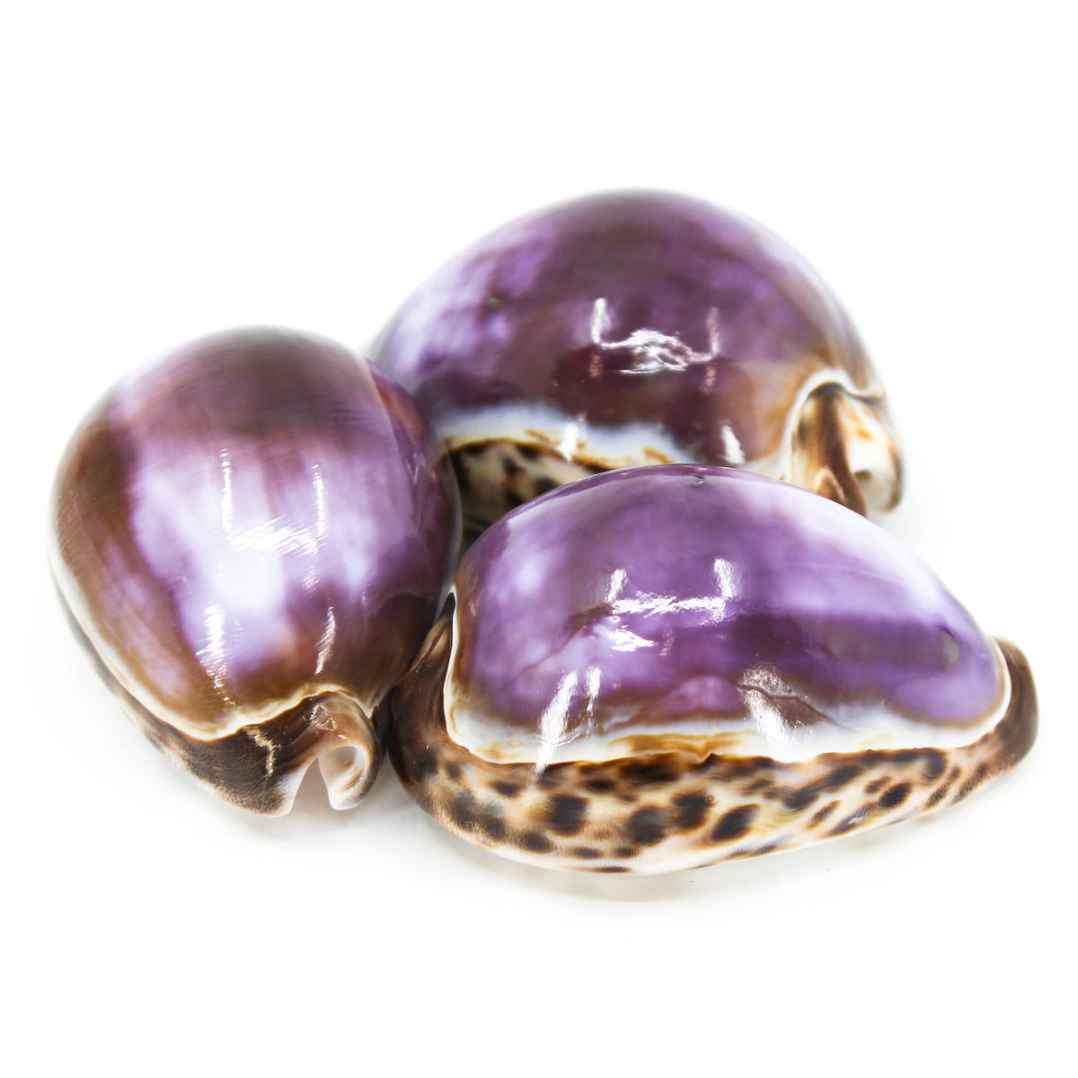Purple Tiger Cowrie 3-4"