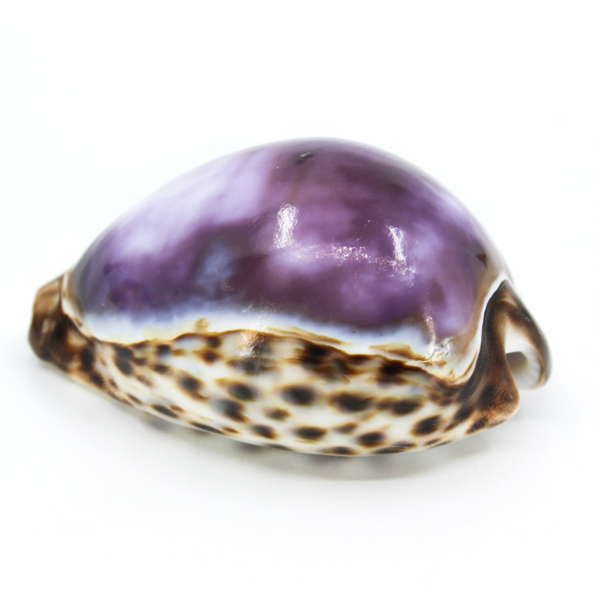 Purple Tiger Cowrie 3-4"