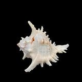 Ramose Murex