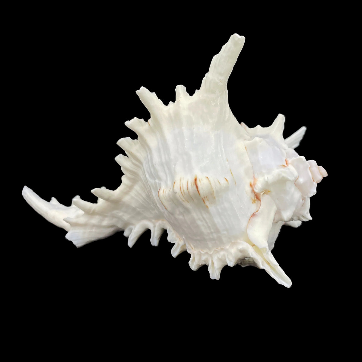 Ramose Murex