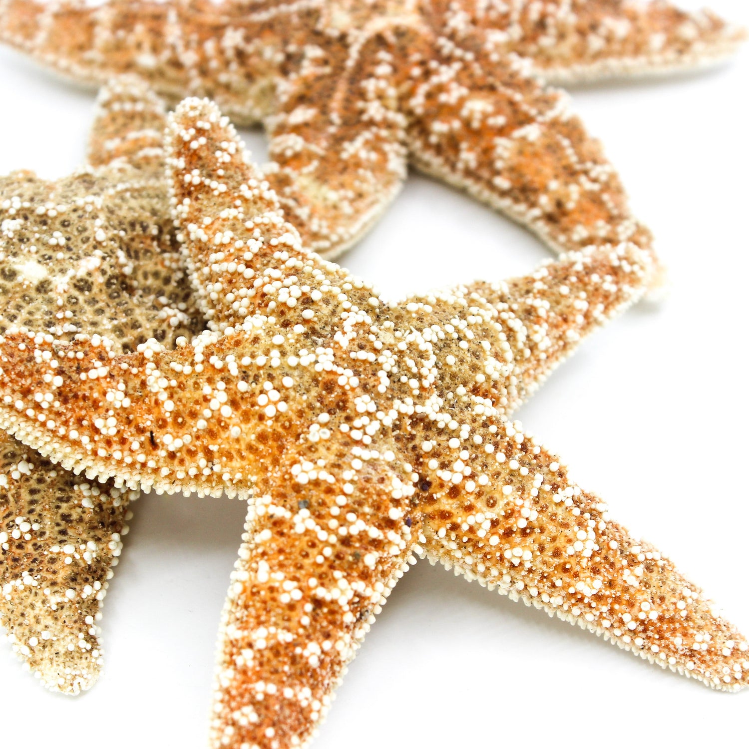 Sugar Star