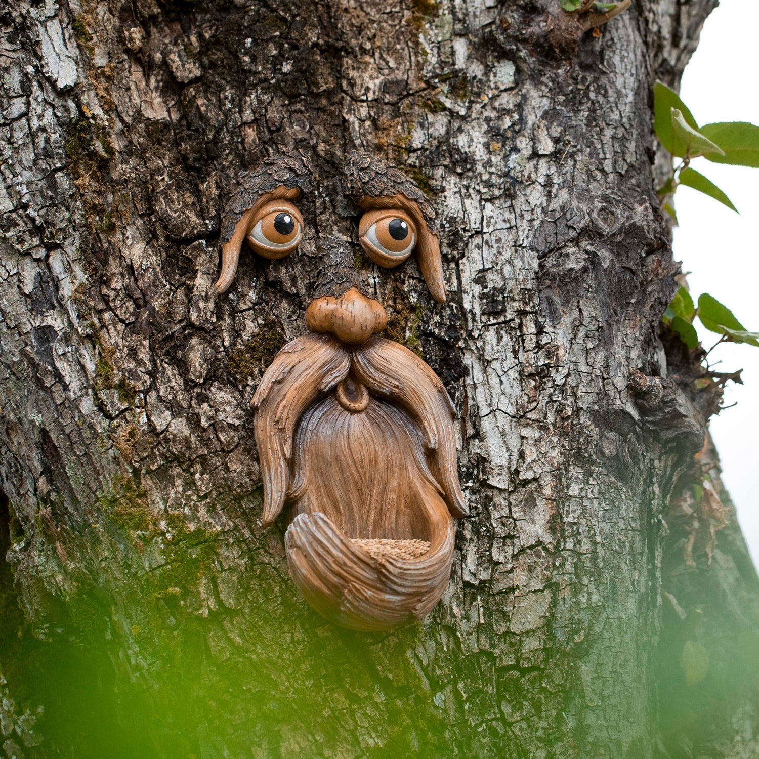 Tree Face
