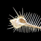 Venus Comb Murex