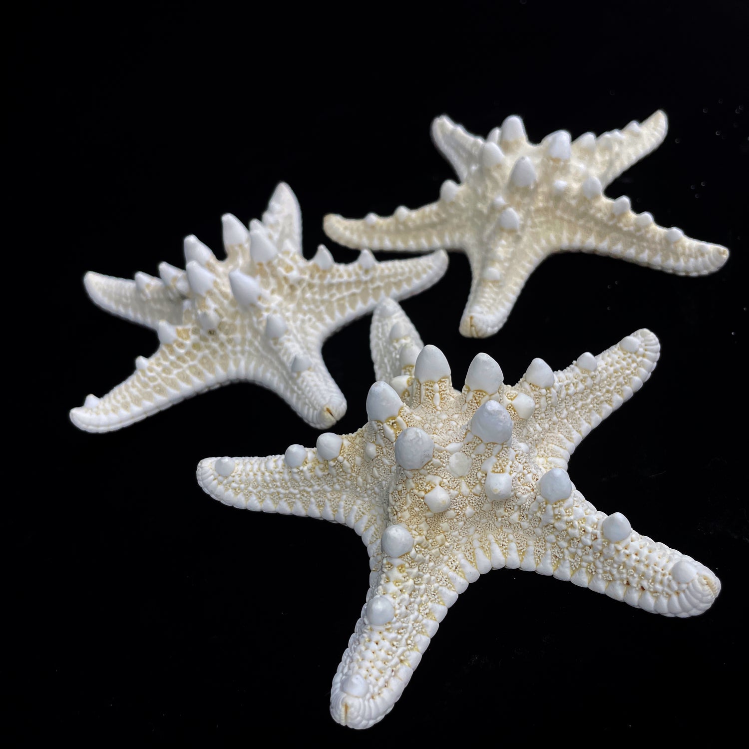 4-5" White Nobby Star