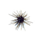 Zebra Urchin w/Spines