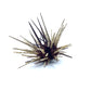 Zebra Urchin w/Spines