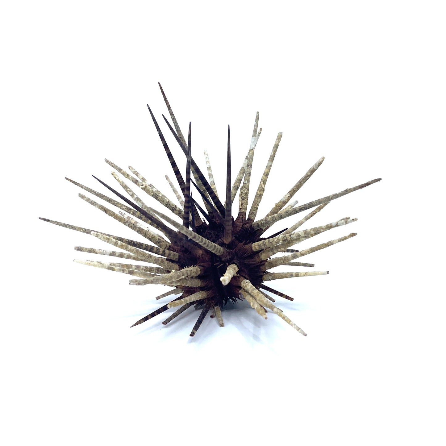 Zebra Urchin w/Spines