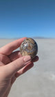 Ibis Jasper Palm Stone