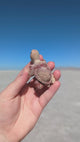 2'' Marble Tortoise