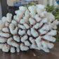 Brownstem Coral 10-12"