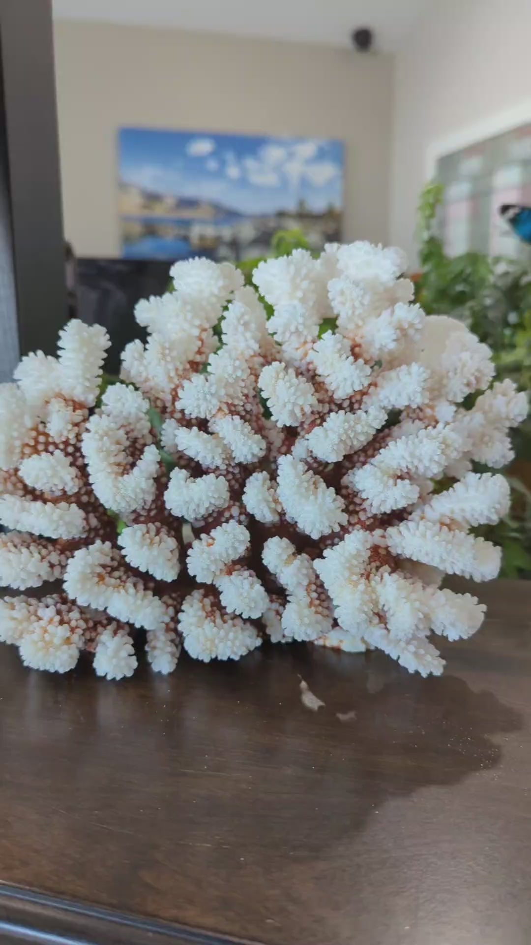 Brownstem Coral 10-12"