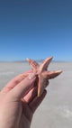 3'' Marble Starfish