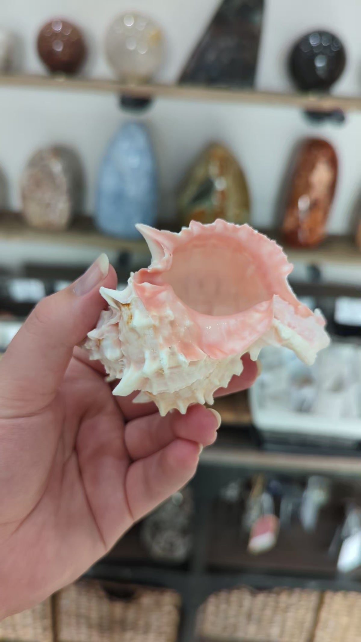 Pink Murex