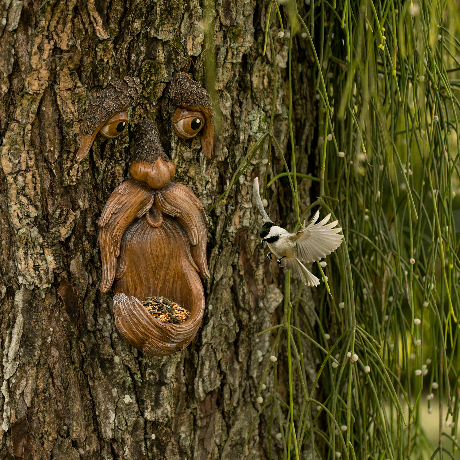 Tree Face