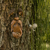 Tree Face