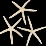 White Linkia Star